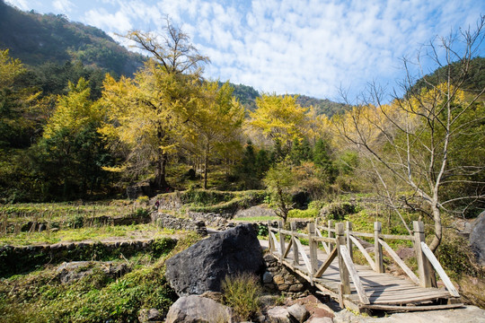 银杏树