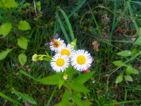 小白菊 小蜜蜂