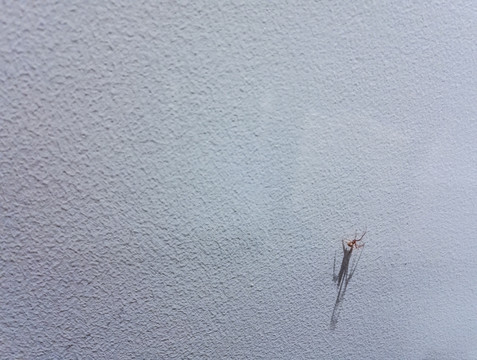 白色涂料墙面 一只小蜘蛛