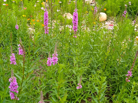 鲜花遍地