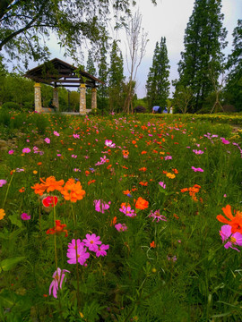 遍地鲜花