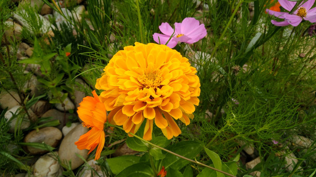 野草小花一组