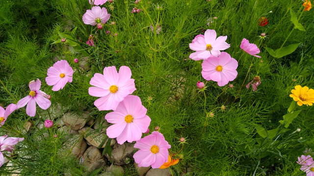 一组野草小花