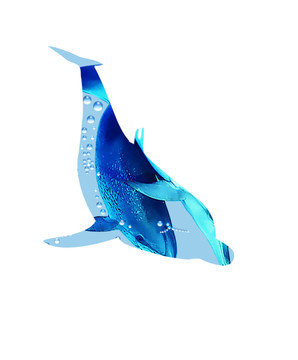 水珠和魚