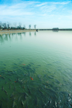 昆明池鱼