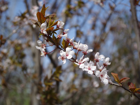 花枝