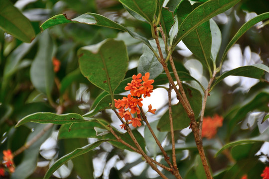 桂花