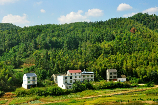 绿色乡村风景