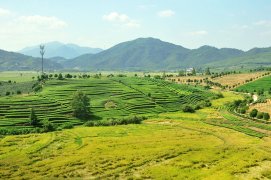 茶山坡