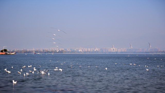 湖泊 海鸥 海鸟