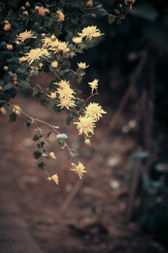 植物背景 花卉 菊花 秋 冬