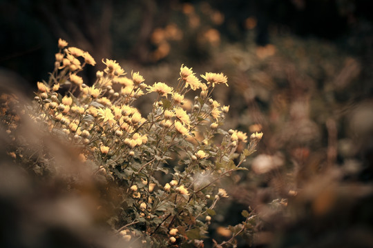 植物背景 花卉 菊花 秋 冬