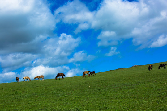 山坡草原上的马群