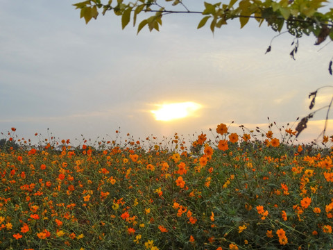 夕阳下的花朵