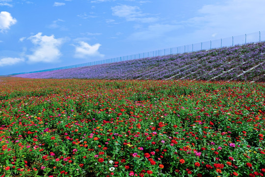 花海