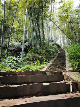 竹林小径 竹林小路 小径