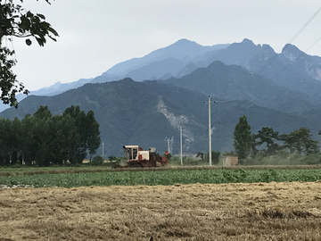 麦田 麦地 丰收 收割 收获