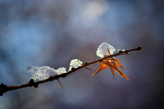 雪花