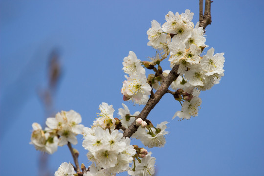 樱桃花