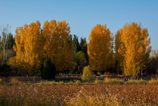 北京奥林匹克森林公园 秋色