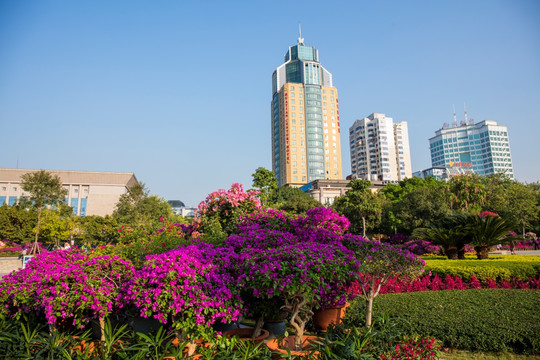 柳州市首届三角花展美图