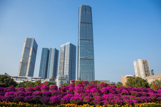 柳州市首届三角花展美图