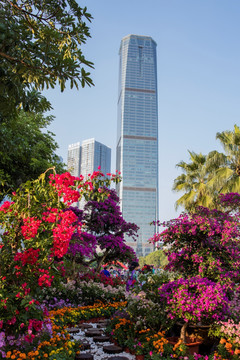 柳州市首届三角花展美图