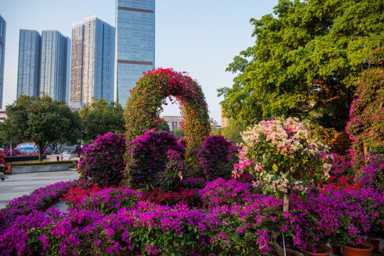 柳州市首届三角花展美图