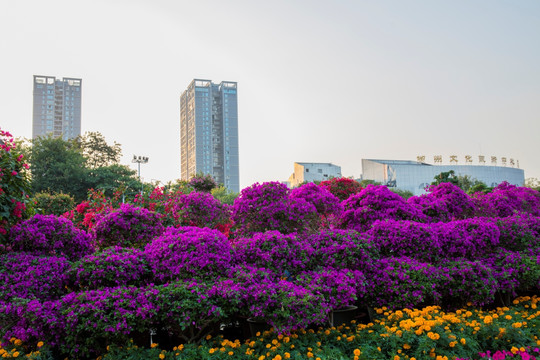 柳州市首届三角花展美图