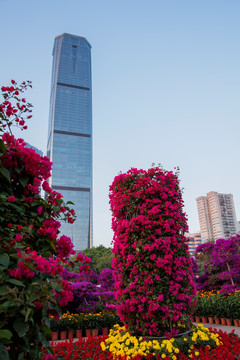 柳州市首届三角花展美图