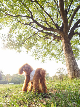 红色泰迪犬