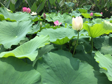 荷花池塘