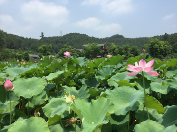 荷花池塘