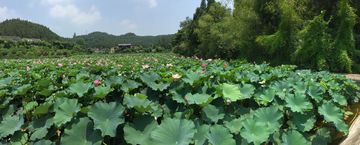 荷花池塘