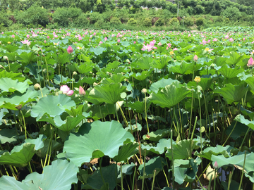 荷花池塘