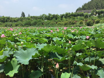 荷花池塘