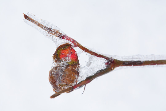 冰天雪地