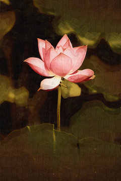 荷花 油畫