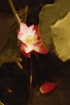 荷花 油畫