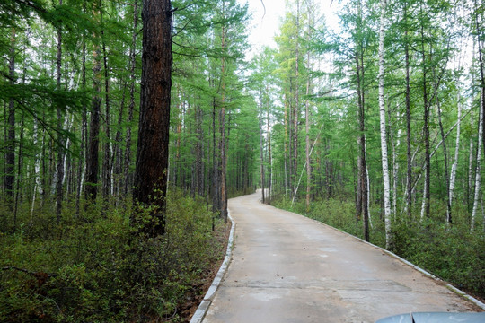 林间小路