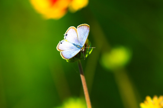 蝶恋花