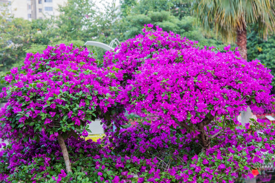 柳州市首届三角花展美图