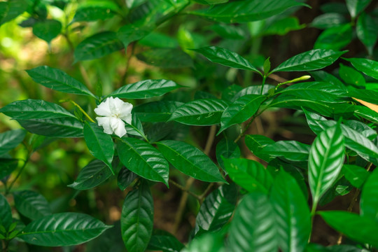 狗牙花