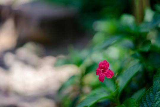 大花芦莉