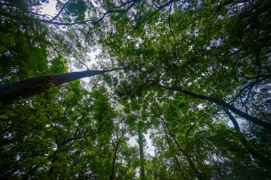 惠州飞鹅岭公园的树木