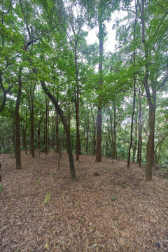 惠州飞鹅岭公园