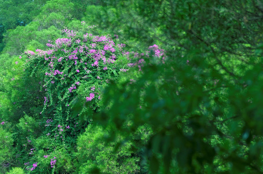 花草绿丛