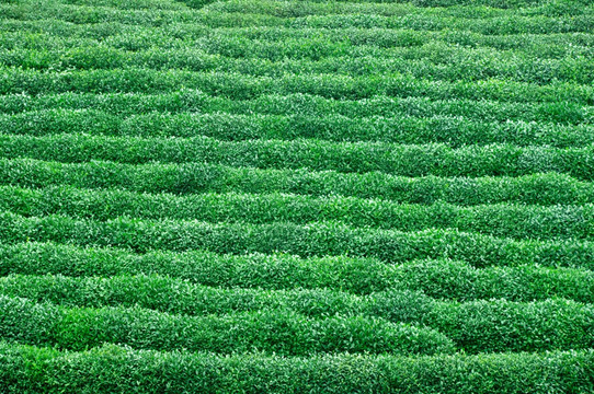 茶园风景