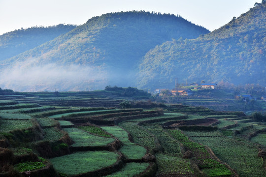 农村 梯田