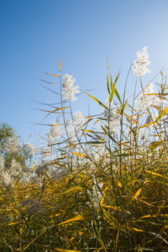 芦苇